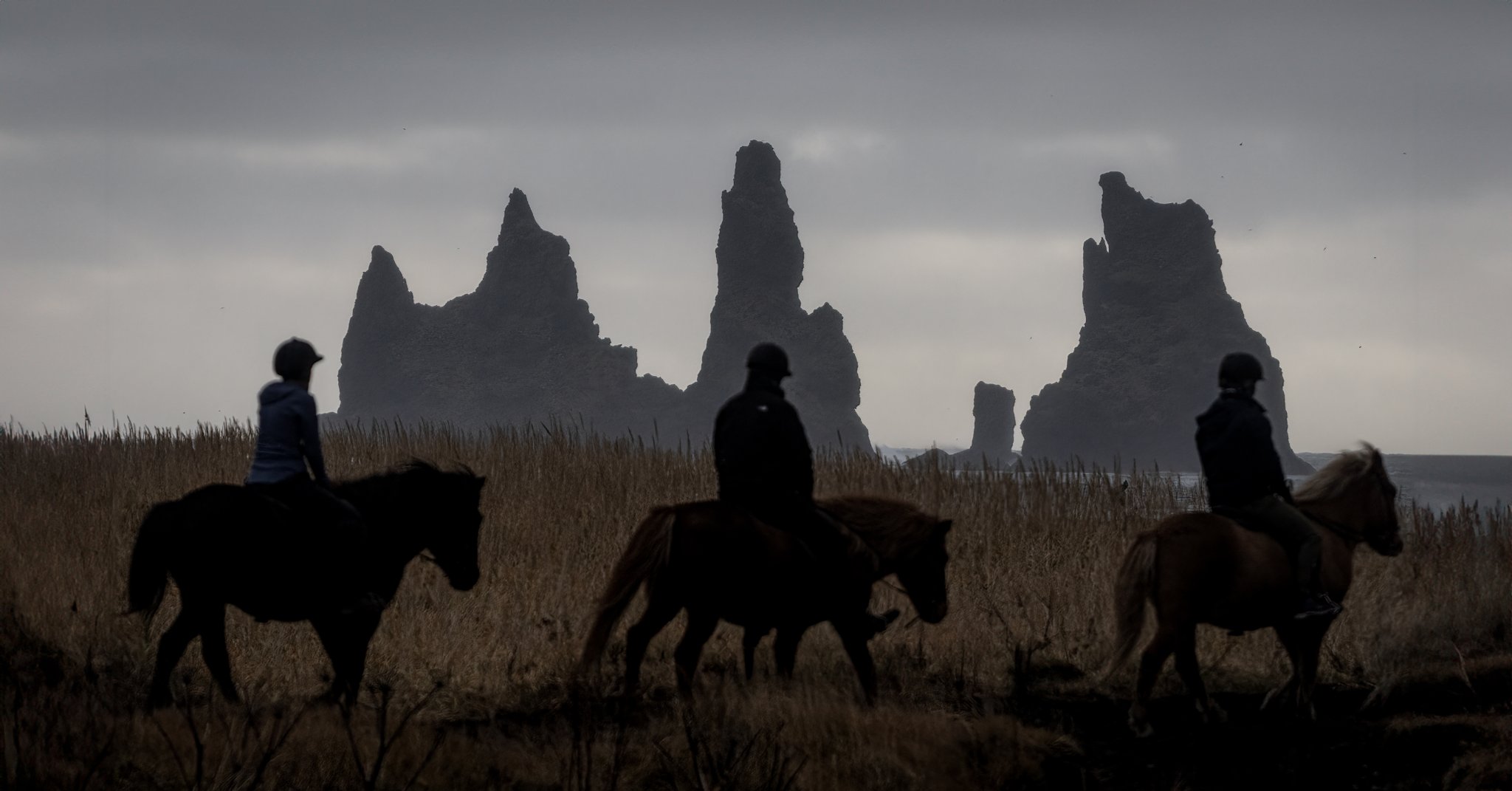 Icelandic Horses near Vik