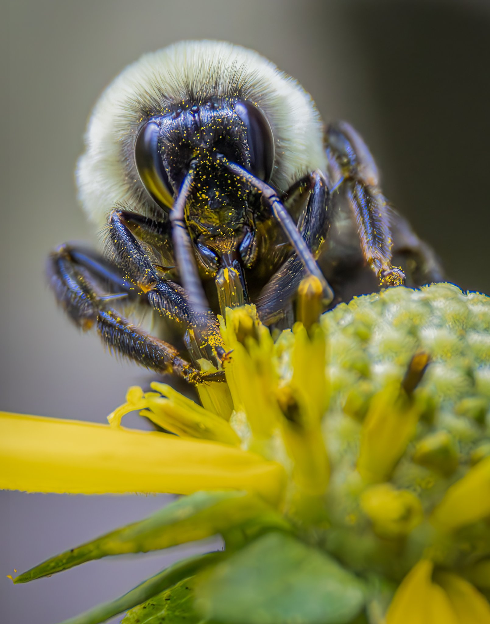 Bee