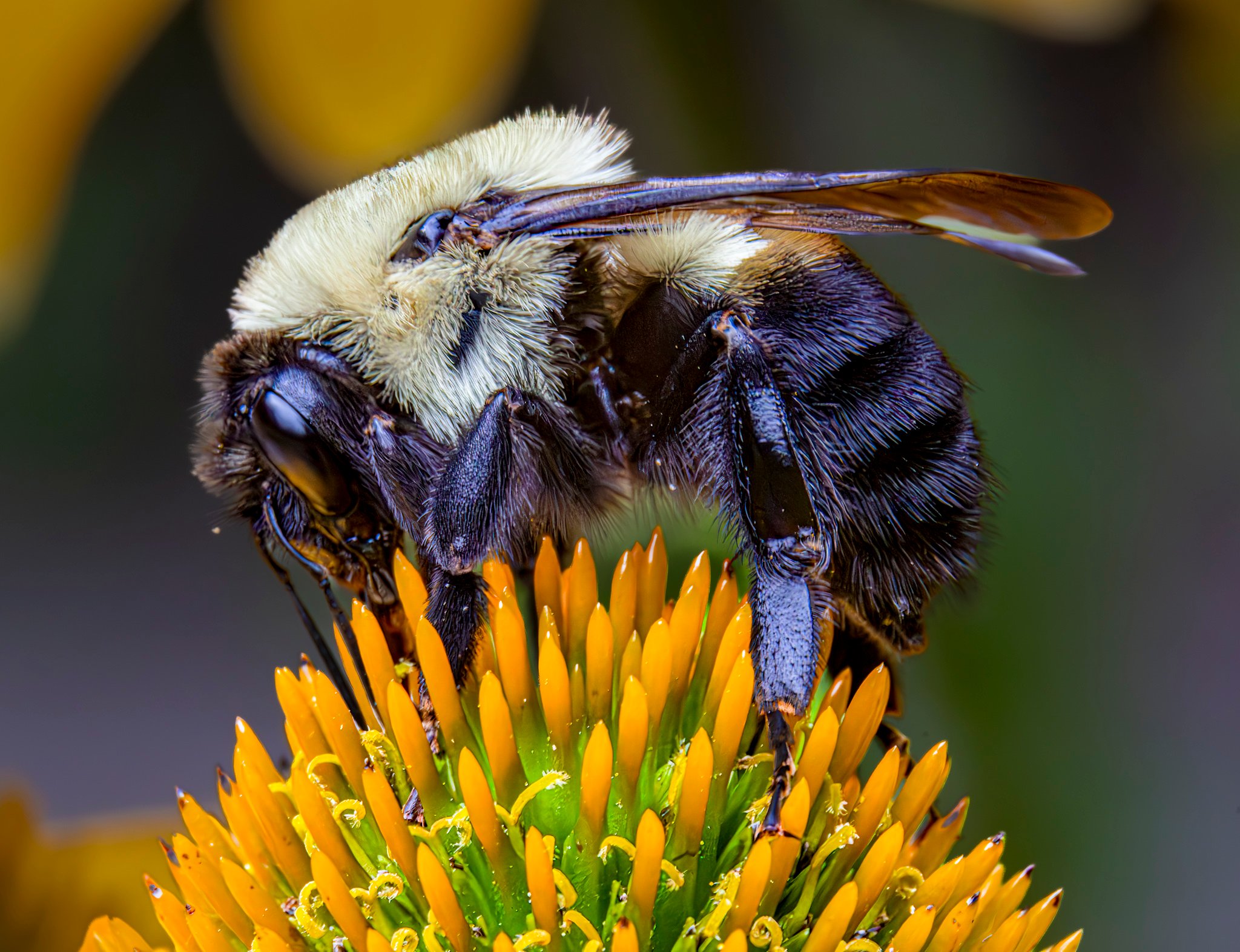 Bee on a Cone Flower