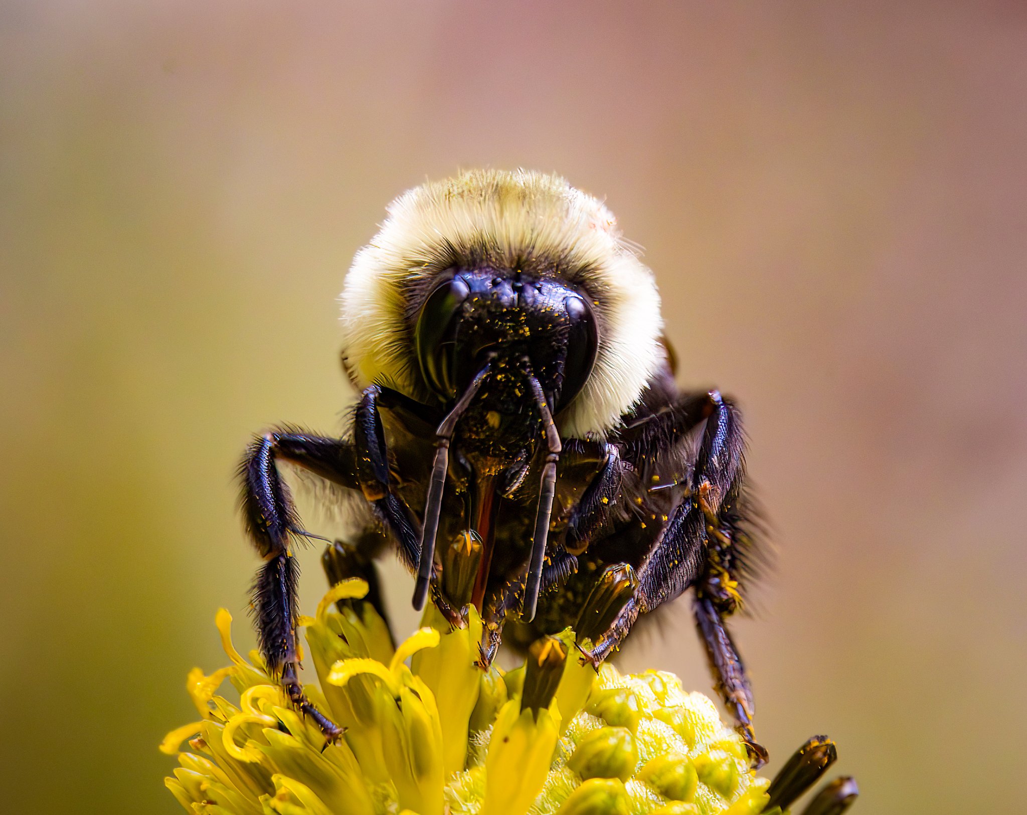 Bee