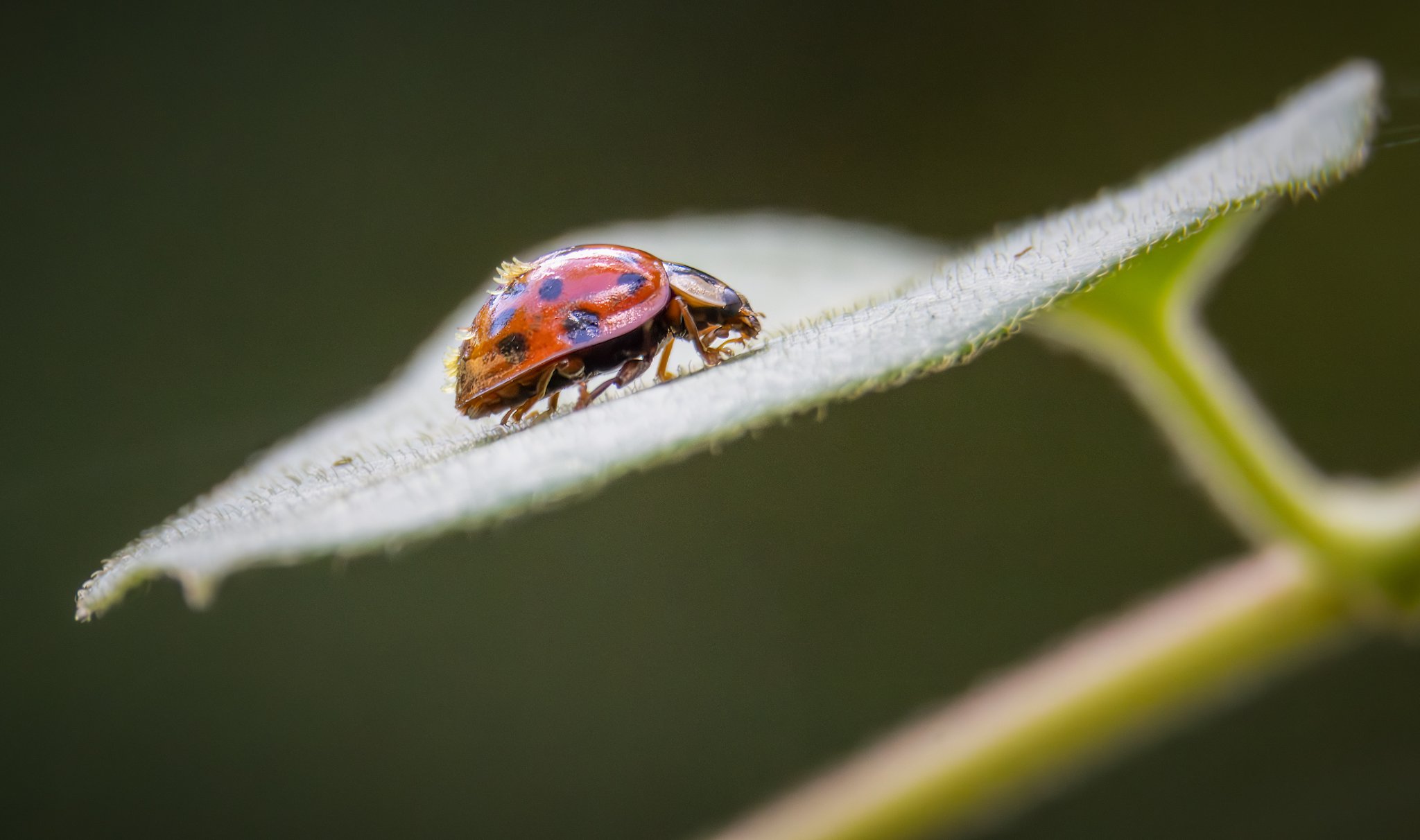 Ladybug