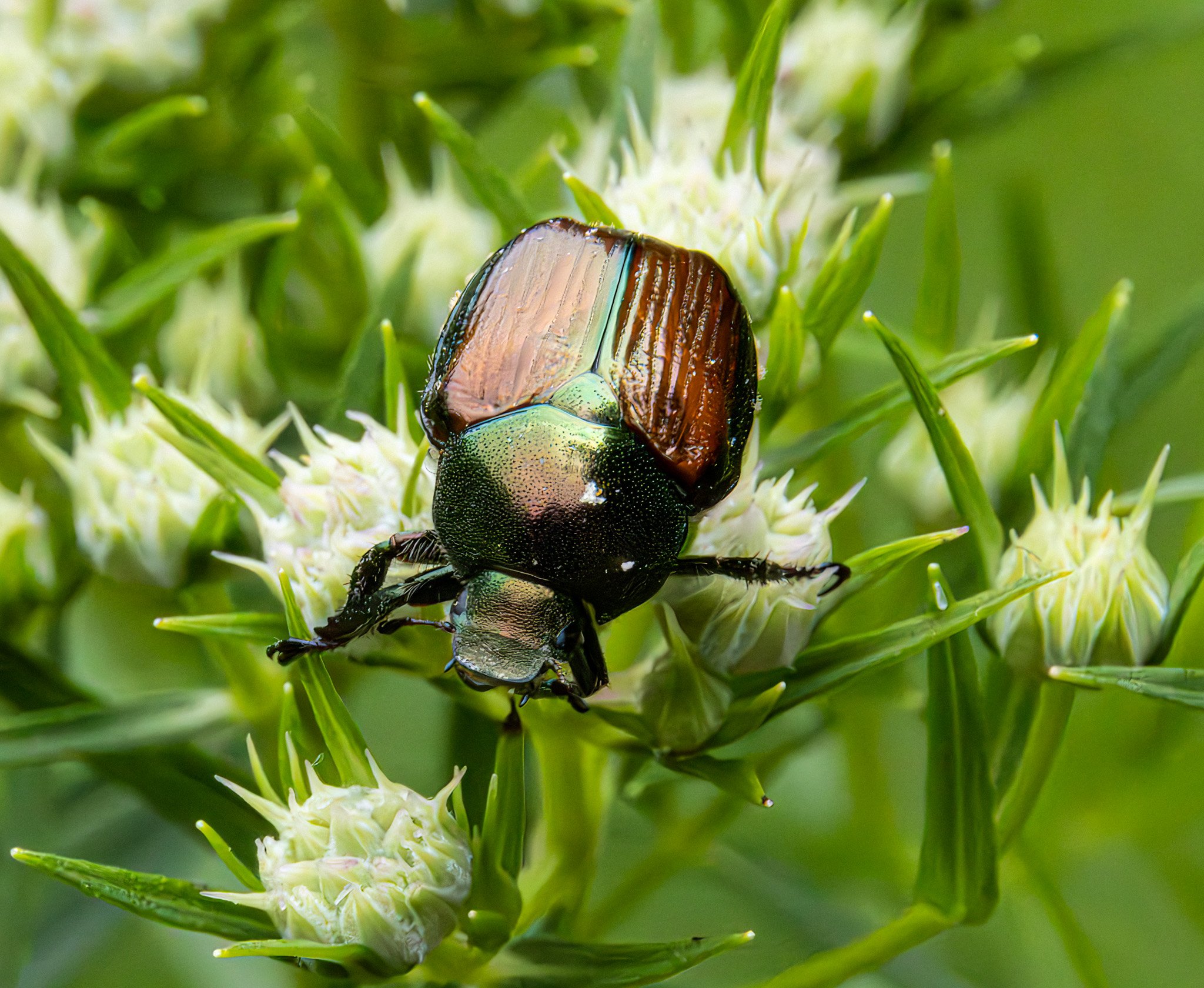 Japanese Scarab Beetle