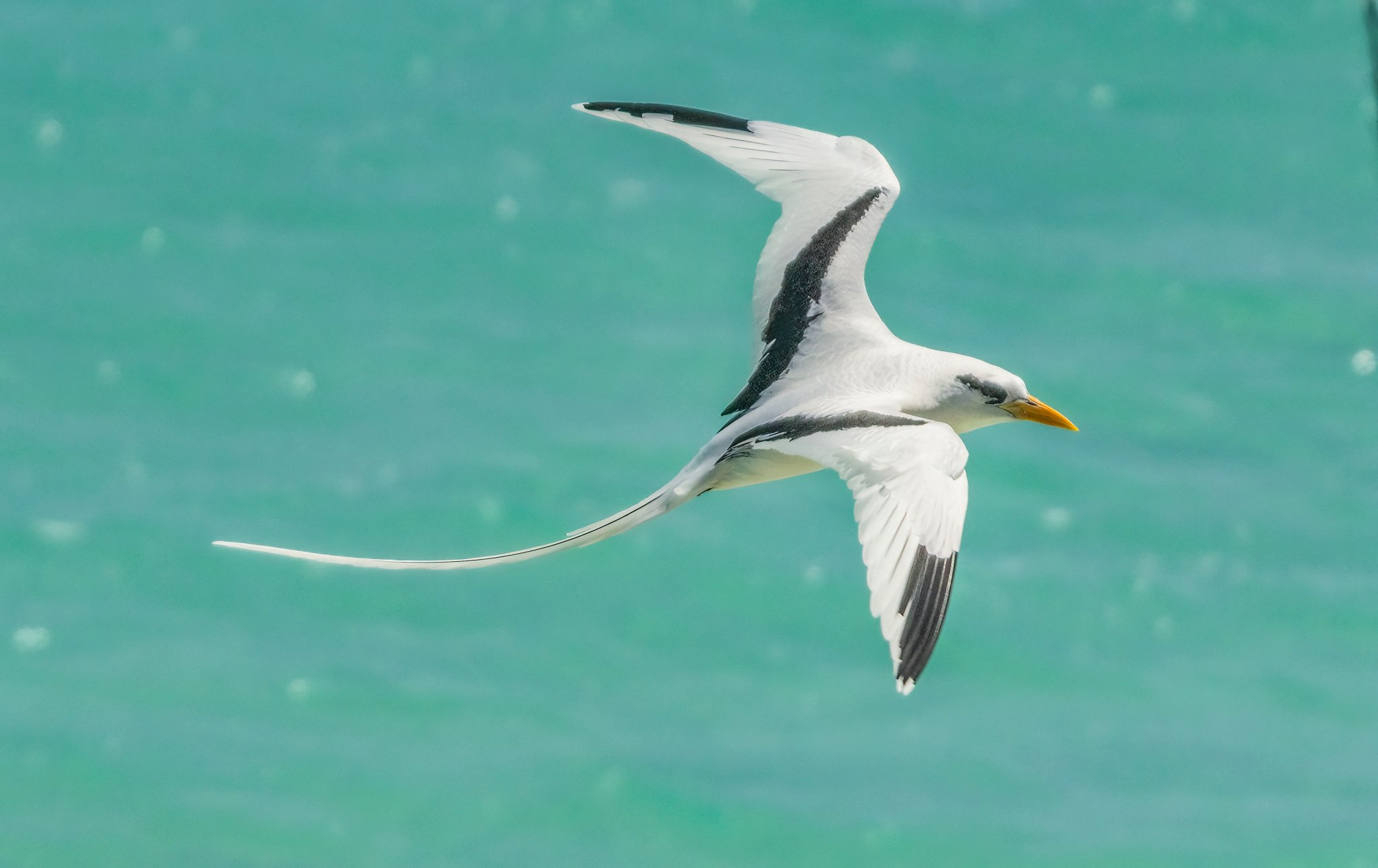 Tropicbirds