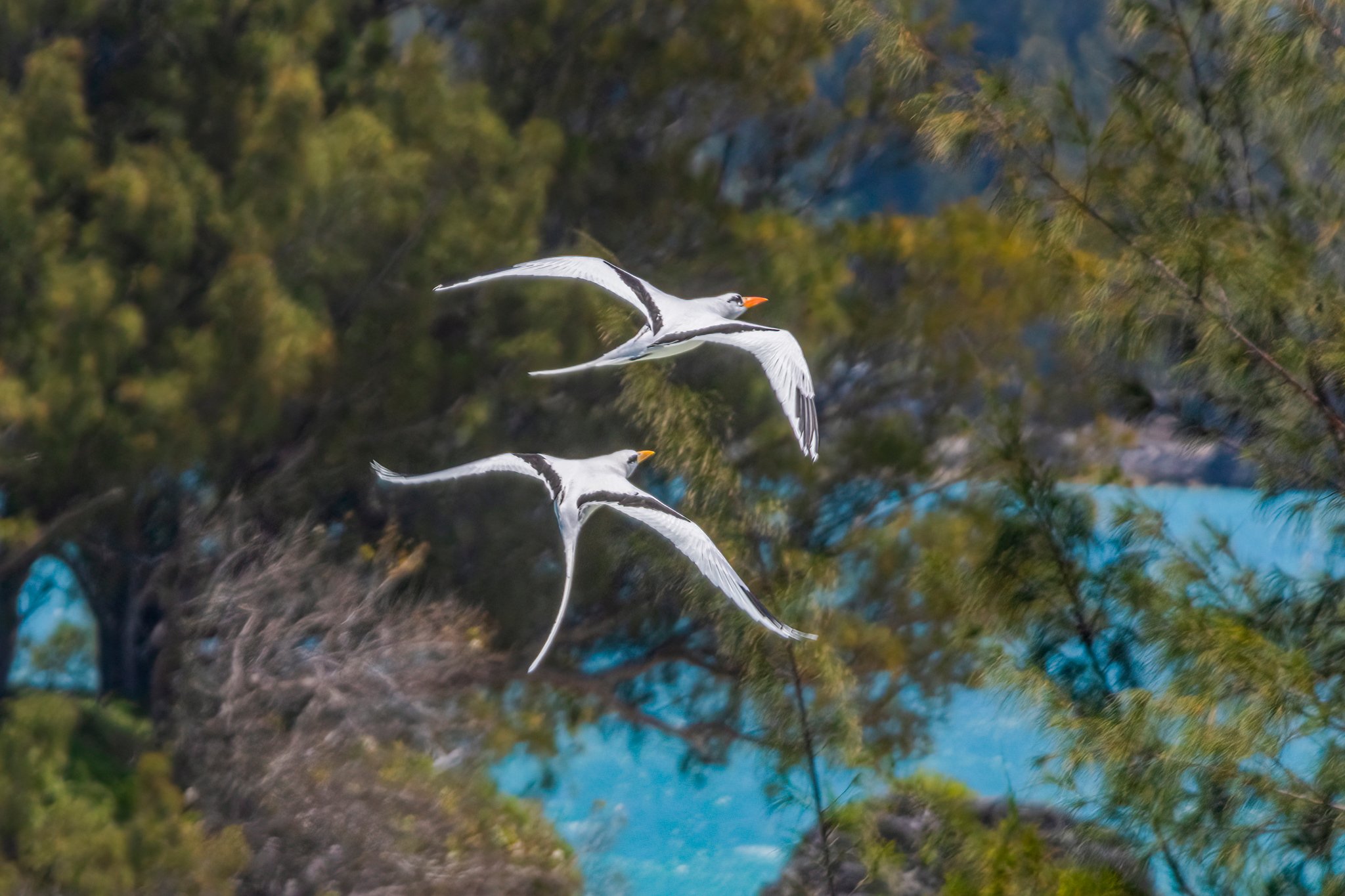 Tropicbirds