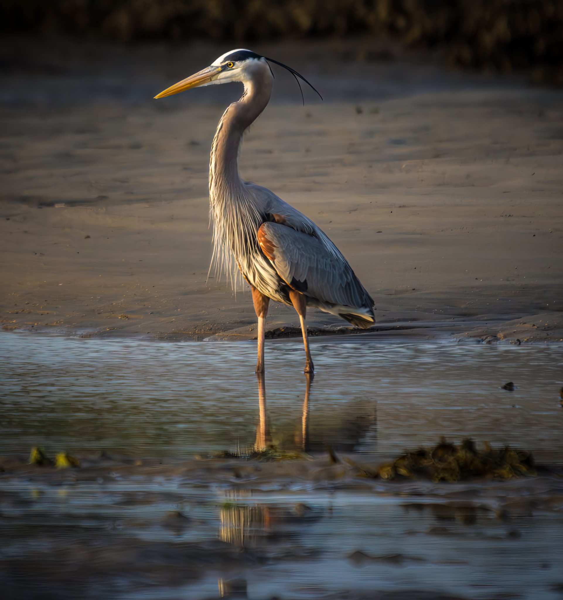 Blue Heron