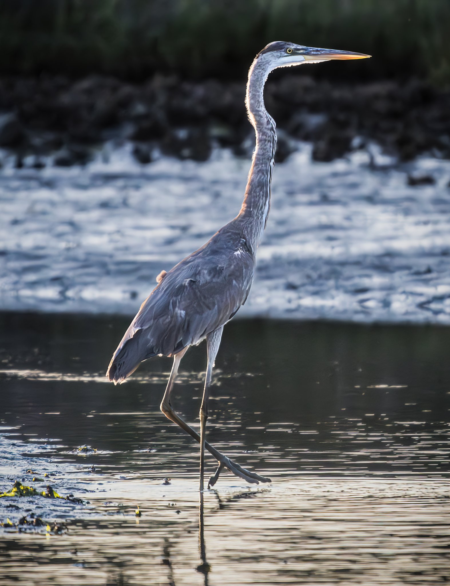 Blue Heron
