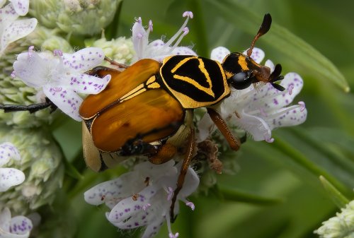 Delta Scarab Beetle 1