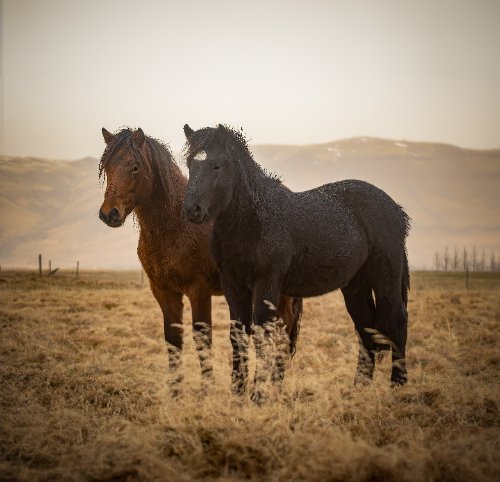 Icelandic Horses