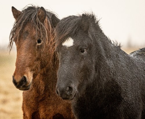 Icelandic Horses