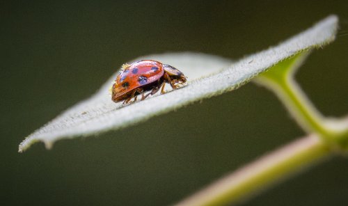Ladybug