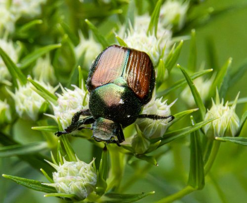 Japanese Scarab Beetle