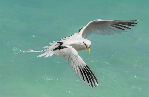 Tropicbirds