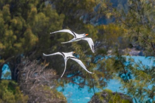Tropicbirds