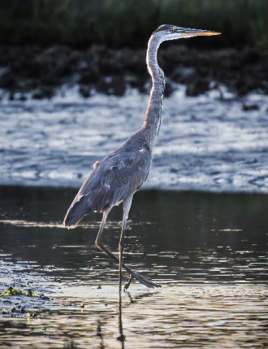 Blue Heron
